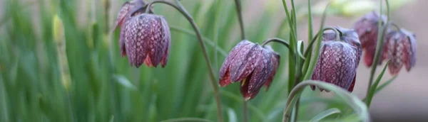 緑の背景を持つ美しい紫色のフリチリアの花 エレガントな芸術的なイメージの性質 バナー形式 コピースペース 右コーンの花に焦点を当てる — ストック写真