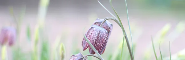 Piękne Fioletowe Fritillaria Kwiaty Zielonym Tle Elegancka Artystyczna Natura Obrazu — Zdjęcie stockowe