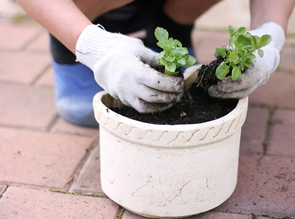 Jardineira Feminina Segurando Uma Planta Pronta Para Ser Plantada Seu — Fotografia de Stock
