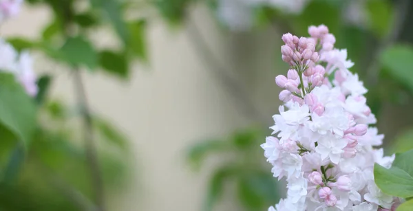 Krásné Fialové Fialové Květy Zeleným Pozadím Elegantní Umělecký Obraz Přírody — Stock fotografie