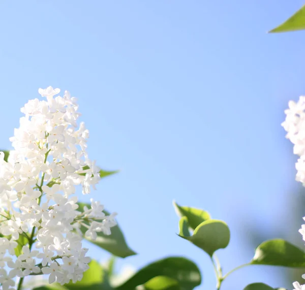 Krásné Bílé Šeříkové Květy Zeleným Pozadím Elegantní Umělecký Obraz Přírody — Stock fotografie