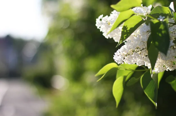 Mooie Witte Lila Bloemen Met Groene Achtergrond Elegant Artistiek Imago — Stockfoto