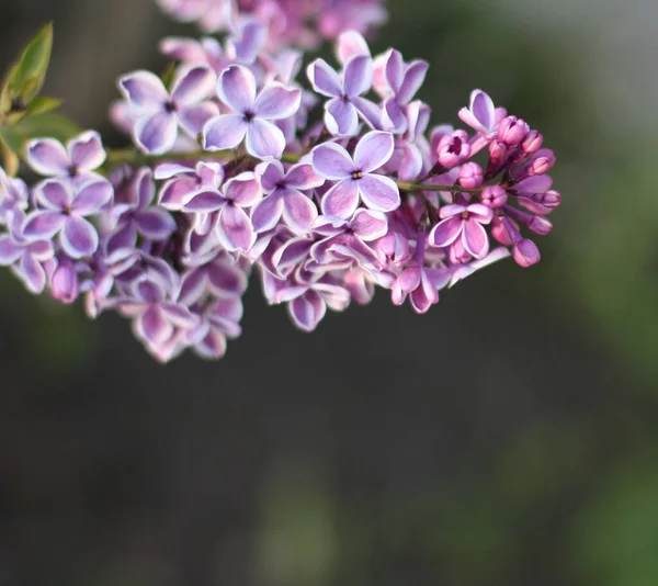 Vackra Violetta Lila Blommor Med Grön Bakgrund Elegant Konstnärlig Image — Stockfoto