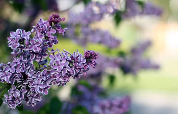 Vackra Violetta Lila Blommor Med Grön Bakgrund Elegant Konstnärlig Image — Stockfoto