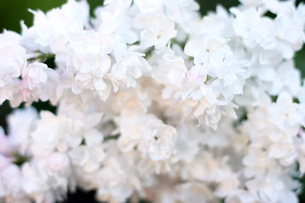 Vackra Vita Lila Blommor Med Grön Bakgrund Elegant Konstnärlig Image — Stockfoto