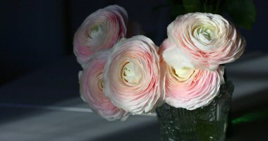 Pembe ranunculus beyaz masada duruyor. Çiçek süslemesi. Boşluğu kopyala.