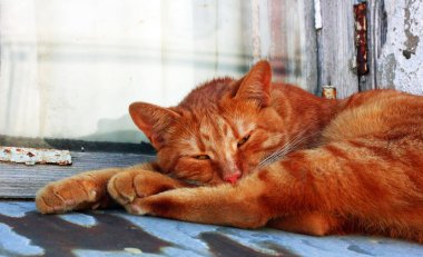 Kızıl Kedi yatay portreyi kapat. Uyuyan kedi. Evcil hayvanlar ve evcil hayvanlar