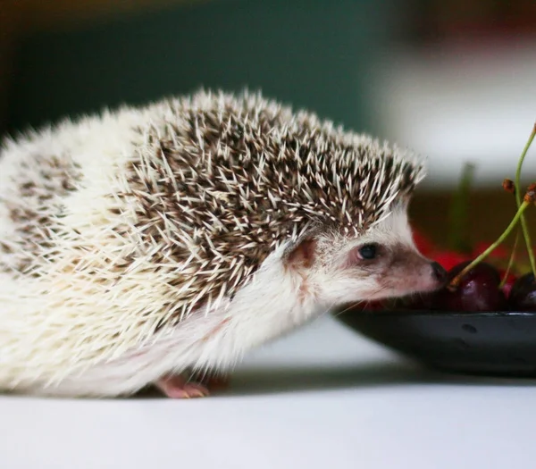 Petit Hérisson Mignon Debout Sur Table Blanche — Photo