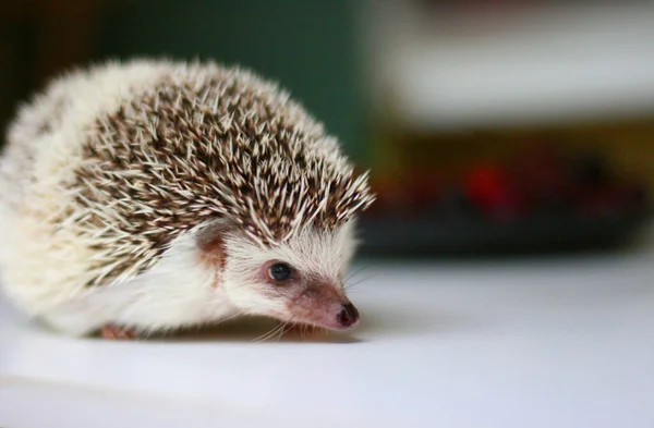 Little Cute Hedgehog Standing White Table — Stock Photo, Image