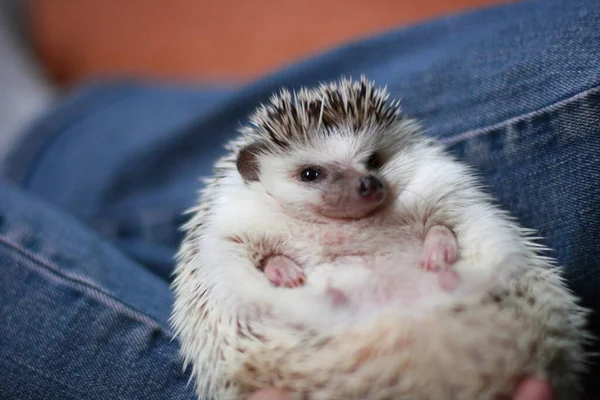 Petit Hérisson Mignon Posé Sur Quelqu Tours — Photo