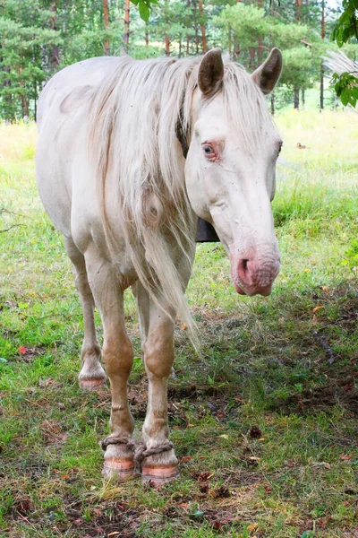 Cavalo Branco Pastoreia Prado Verde Dia Ensolarado Quente Cavalo Nas — Fotografia de Stock