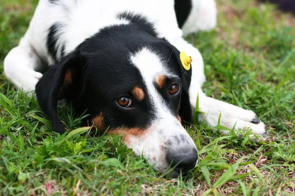 Perro Sin Hogar Con Chip Oreja Retrato Cerca Triste Perro — Foto de Stock