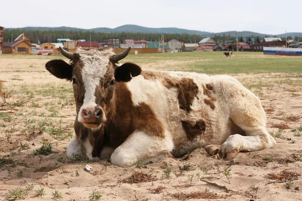 Vache Rouge Blanche Trouve Dans Prairie Été Vache Cornes Vache — Photo