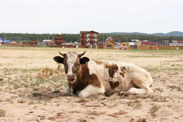 Vaca Vermelha Branca Fica Prado Verão Vaca Com Chifres Vacas — Fotografia de Stock