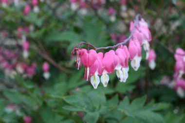 Yeşil arka planda kalp şeklinde pembe çiçekler ve fotokopi alanı. Midillideki çiçeğe odaklan. Yaz arkaplanı.