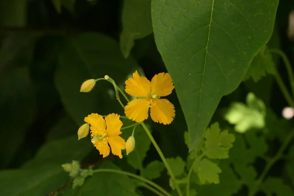 Flor Amarilla Sobre Fondo Verde Con Espacio Para Copiar Concéntrate — Foto de Stock