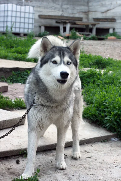 Retrato Perro Husky Siberiano Magnífico Verano —  Fotos de Stock