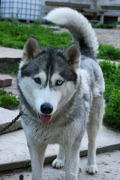 Yazın Muhteşem Sibirya Köpeğinin Portresi Köpek — Stok fotoğraf