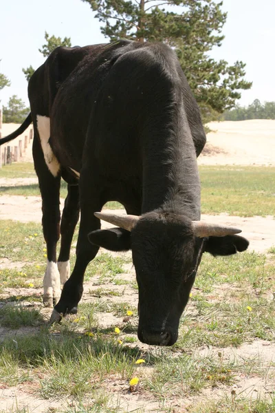 Bull Fica Prado Verão Vaca Com Chifres Vacas Descansam Pecuária — Fotografia de Stock