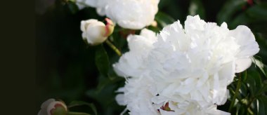 Fotokopi çekilen beyaz şakayık pankartı. Yaz kavramı. Web sitesi için çiçek arkaplanı, tebrik kartı, afiş, çiçekçi 