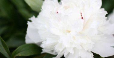 Fotokopi çekilen beyaz şakayık pankartı. Yaz kavramı. Web sitesi için çiçek arkaplanı, tebrik kartı, afiş, çiçekçi 