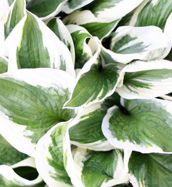 Yeşil yaprak dokusu. Yaprak dokusu arka planı. Düzlük, doğa konsepti, tropikal yaprak.