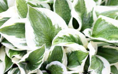 Yeşil yaprak dokusu. Yaprak dokusu arka planı. Düzlük, doğa konsepti, tropikal yaprak.