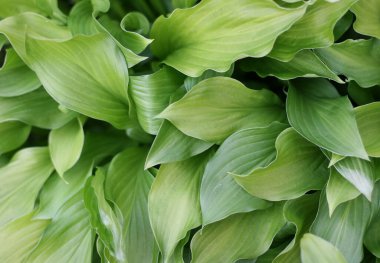 Yeşil yaprak dokusu. Yaprak dokusu arka planı. Düzlük, doğa konsepti, tropikal yaprak.