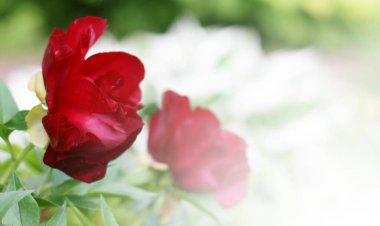 Kırmızı şakayık 'ın fotokopi alanı ile yakın plan pankartı. Yaz kavramı. Web sitesi için çiçek arkaplanı, tebrik kartı, afiş, çiçekçi