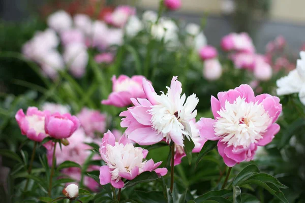 Foto Van Vbloeiende Roze Pion Bloemen Tuin Met Groene Achtergrond — Stockfoto