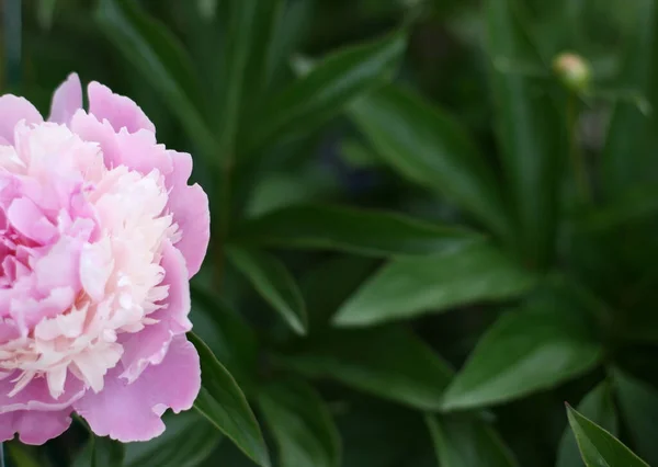 Foto Flores Píon Rosa Vblooming Jardim Com Fundo Verde Conceito — Fotografia de Stock