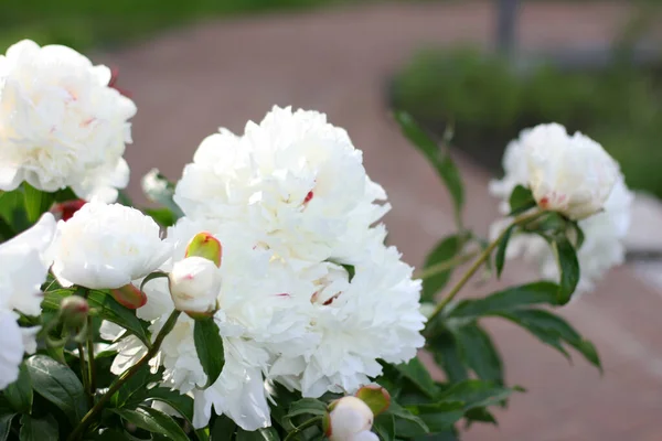 Perder Belo Com Flores Pion Jardim Com Fundo Verde Conceito — Fotografia de Stock