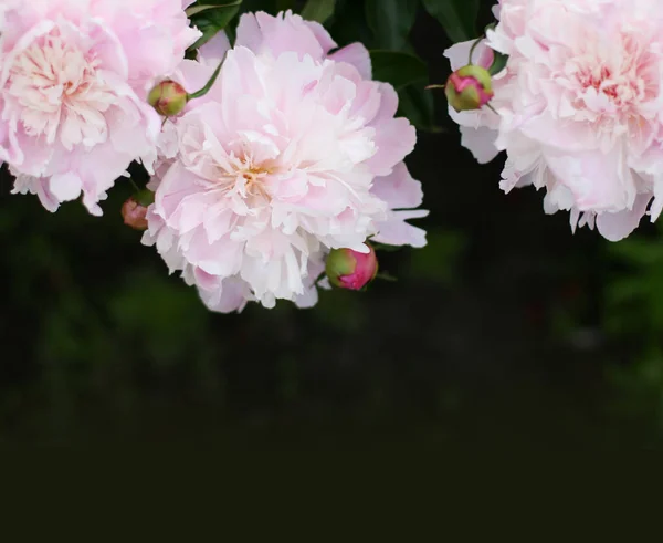 Photo Fleurs Pion Rose Fleurs Dans Jardin Avec Fond Vert — Photo