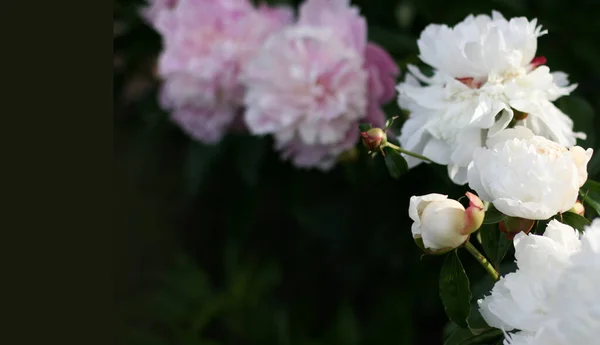 Perder Belas Flores Peônia Rosa Buquê Flores Tamanho Banner Com — Fotografia de Stock