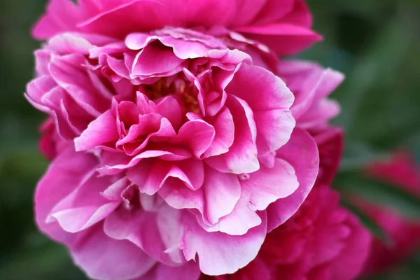 Photo Rapprochée Fleur Pion Rose Dans Jardin Avec Fond Vert — Photo