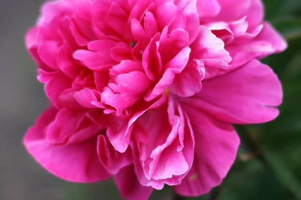 Zamknij Zdjęcie Różowy Kwiat Rury Ogrodzie Zielonym Tle Koncepcja Lata — Zdjęcie stockowe