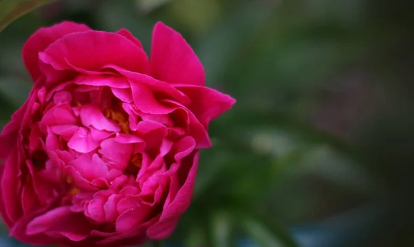 Lose Von Schönen Rosa Pfingstrosenblüten Blumenstrauß Bannergröße Mit Kopierraum — Stockfoto