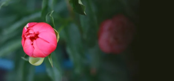 Lose Von Schönen Rosa Pfingstrosenblüten Blumenstrauß Bannergröße Mit Kopierraum — Stockfoto