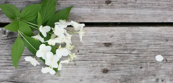 Flores Jazmín Mesa Madera Ramo Flores Tamaño Del Banner Con — Foto de Stock