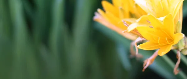 Yellow flowers on green background. Banner size with copy space. Nice background with flowers and empty space for text.