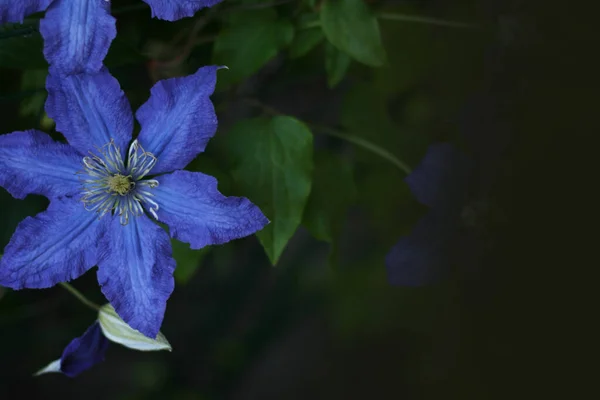 Flores Clematis Azules Sobre Fondo Verde Tamaño Del Banner Con —  Fotos de Stock