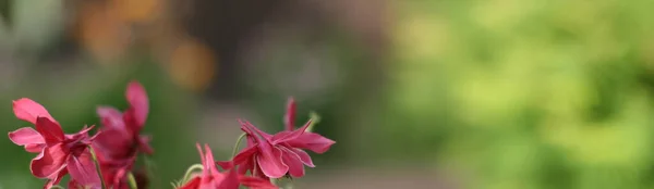 Rosa Blumen Auf Grünem Hintergrund Bannergröße Mit Kopierraum Schöner Hintergrund — Stockfoto