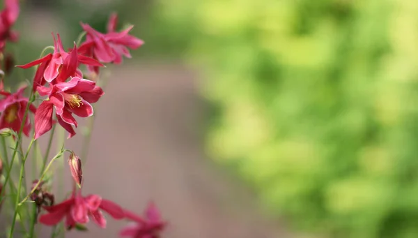 緑の背景にピンクの花 コピースペース付きのバナーサイズ 素敵な背景と花と空のスペースのためのテキスト — ストック写真