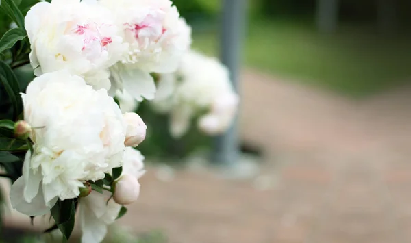 Banner Aus Weißer Pfingstrose Nahaufnahme Mit Kopierraum Sommerkonzept Floraler Hintergrund — Stockfoto