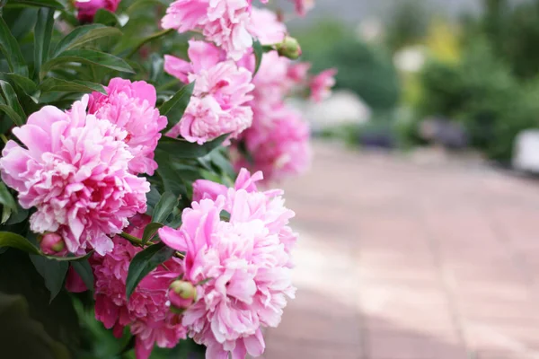 Foto Van Vbloeiende Roze Pion Bloemen Tuin Met Groene Achtergrond — Stockfoto