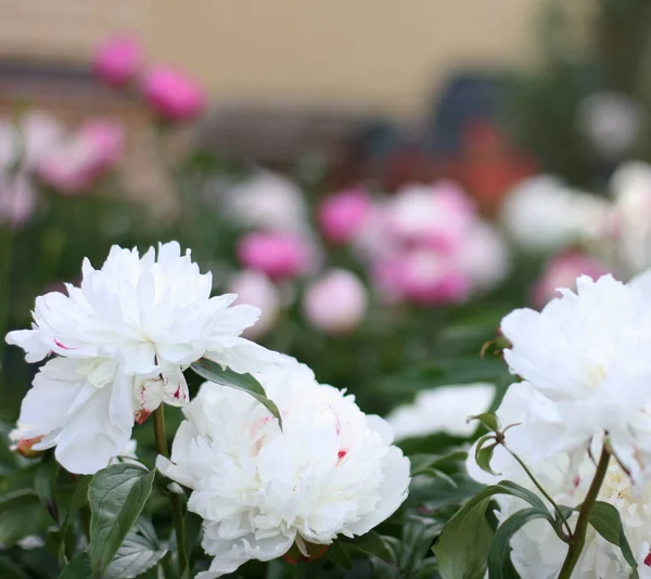 Perder Belo Com Flores Pion Jardim Com Fundo Verde Conceito — Fotografia de Stock