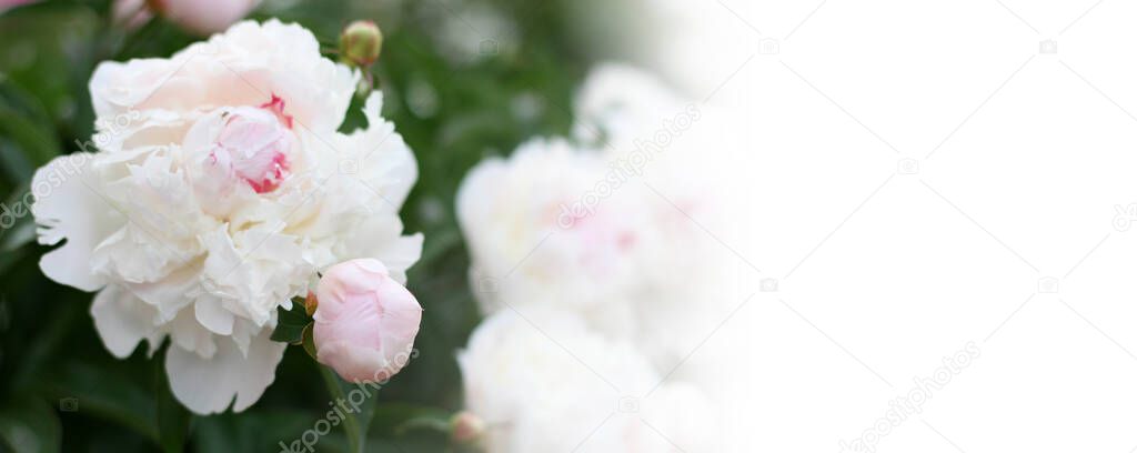 lose-up of beautiful pink peony flowers. Bouquet of flowers. Banner size with copy space