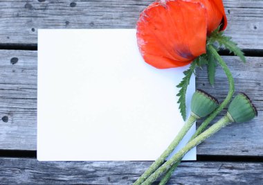 Poppy çiçekleri ile üst görünüm arka planı. Çiçek kompozisyonu. Bitkilerle takıl. Flowers masada yatıyordu. Kadın günü konsepti. Metin için kopyalama alanı.