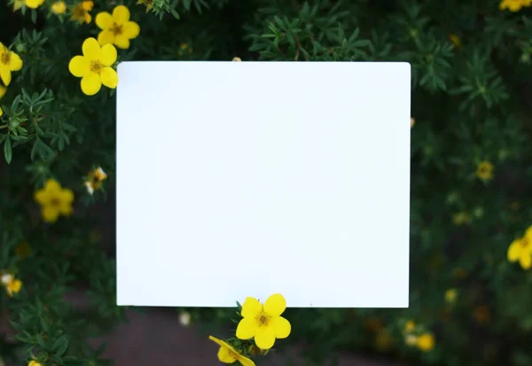 Carta Bianca Con Fiori Gialli Sfondo Verde Vista Dall Alto — Foto Stock