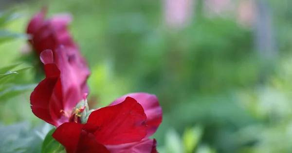 Потеря Красивых Красных Пионских Цветов Букет Цветов Размер Баннера Местом — стоковое фото